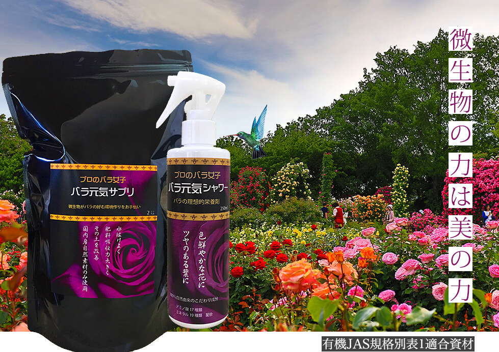 バラ女子シリーズ *